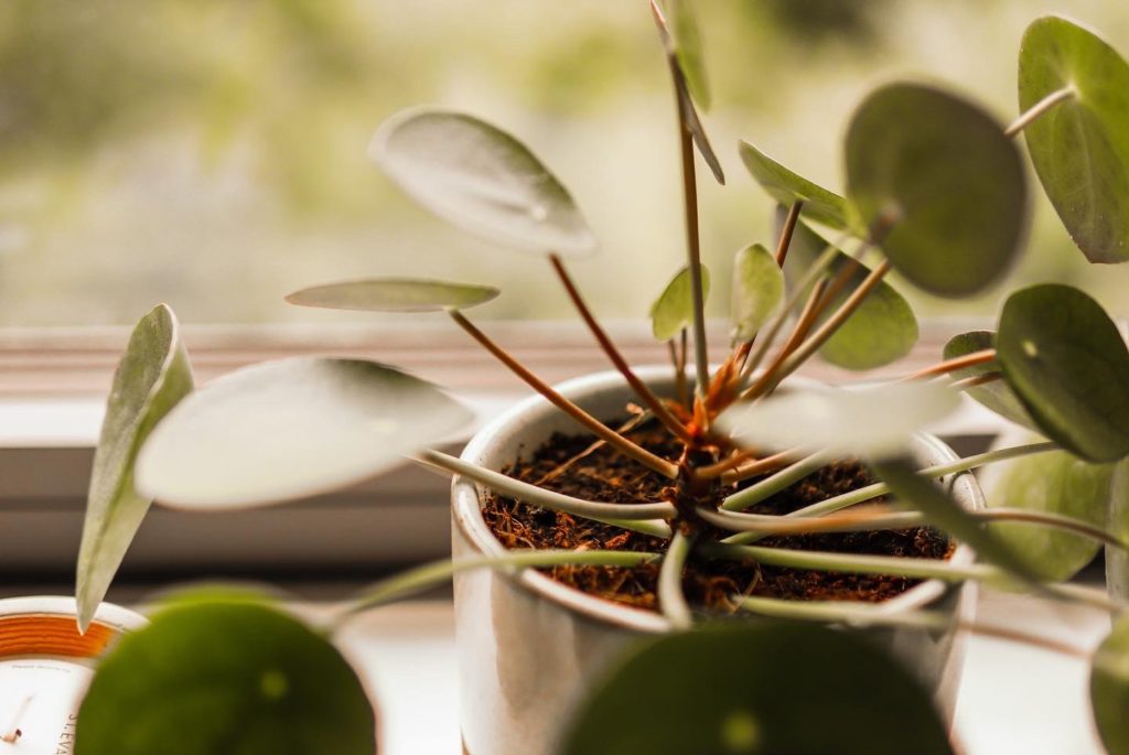 A pilea plant