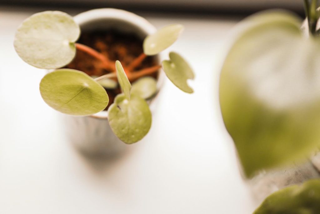 Baby pilea plant