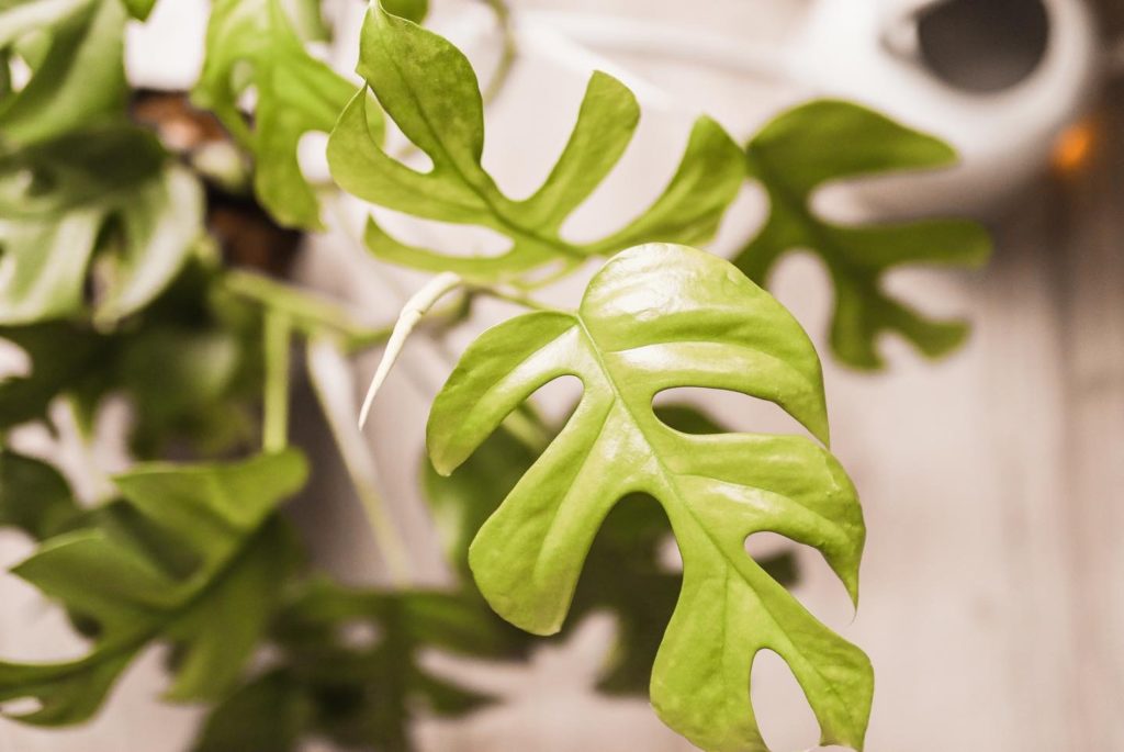 Monstera plant viewed from the top with a new stem