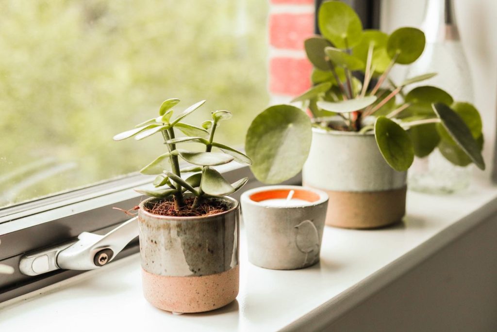 A small jade plant and a pilea on the windowsill with a candle