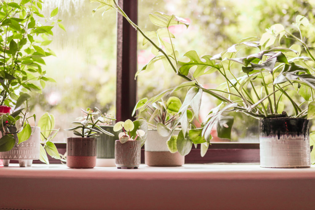 Some easy plants: Grace's plant collection lined up on a windowsill