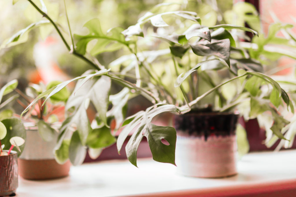 A potted monstera plant and a pilea plant