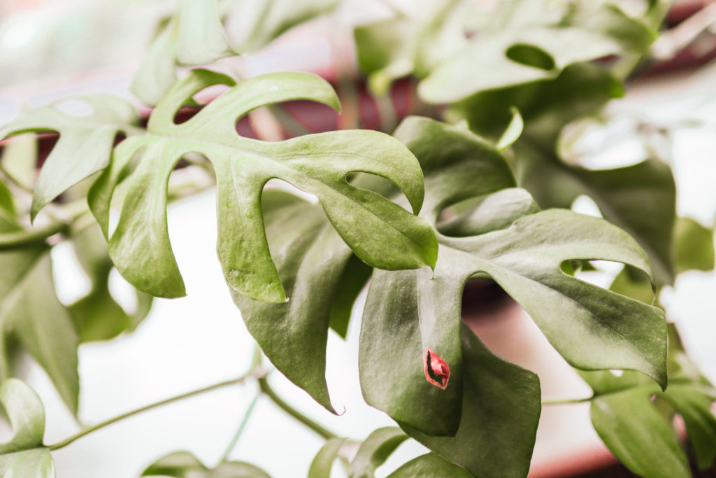 Close up of monstera leaves